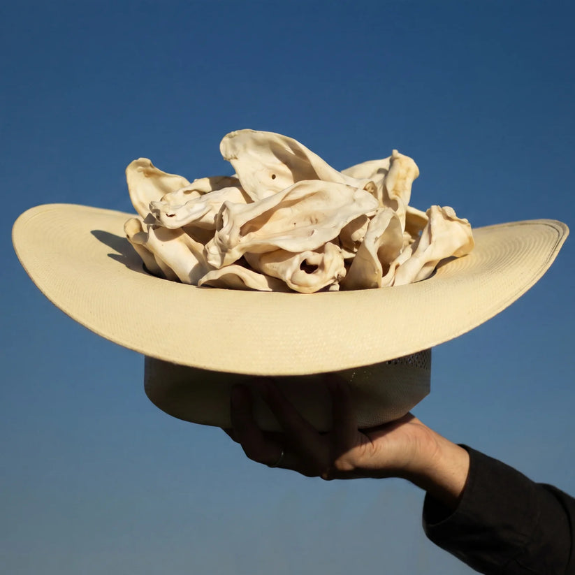 Cow ears in a cowboy hat