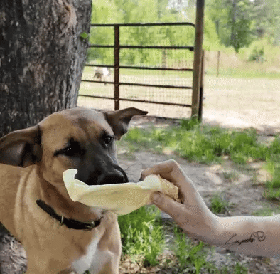 Dog enjoying a cow ear chew outside